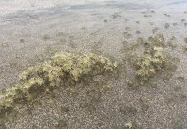 庫塔海灘在哪兒  庫塔海灘距離巴厘島有多遠 巴厘島最好看的海灘是庫塔海灘嗎