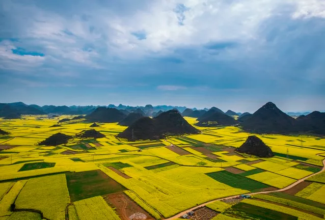 2022羅平油菜花最佳觀景點(diǎn)在哪?