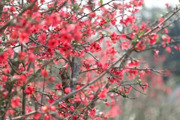 都江堰春天附近哪里好玩?這些免費(fèi)踏青春游的地方值得打卡