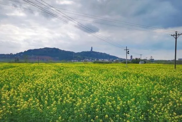 重慶潼南油菜花周邊住宿推薦