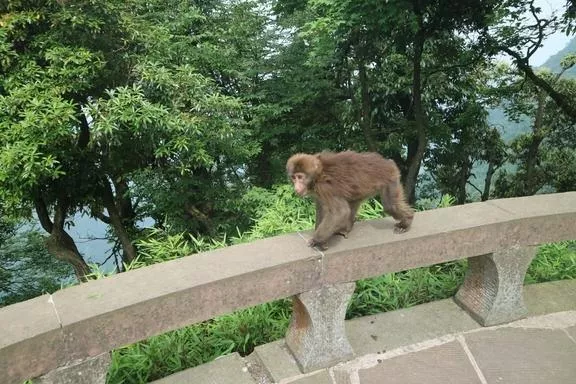 峨眉山有哪些景點(diǎn) 峨眉山有哪些寺廟