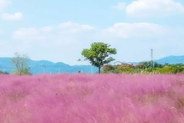 無(wú)錫粉黛花海在哪里乘幾路公交車