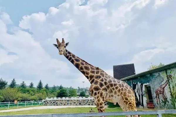 2022貴陽野生動物園門票多少一張 附門票優(yōu)惠政策