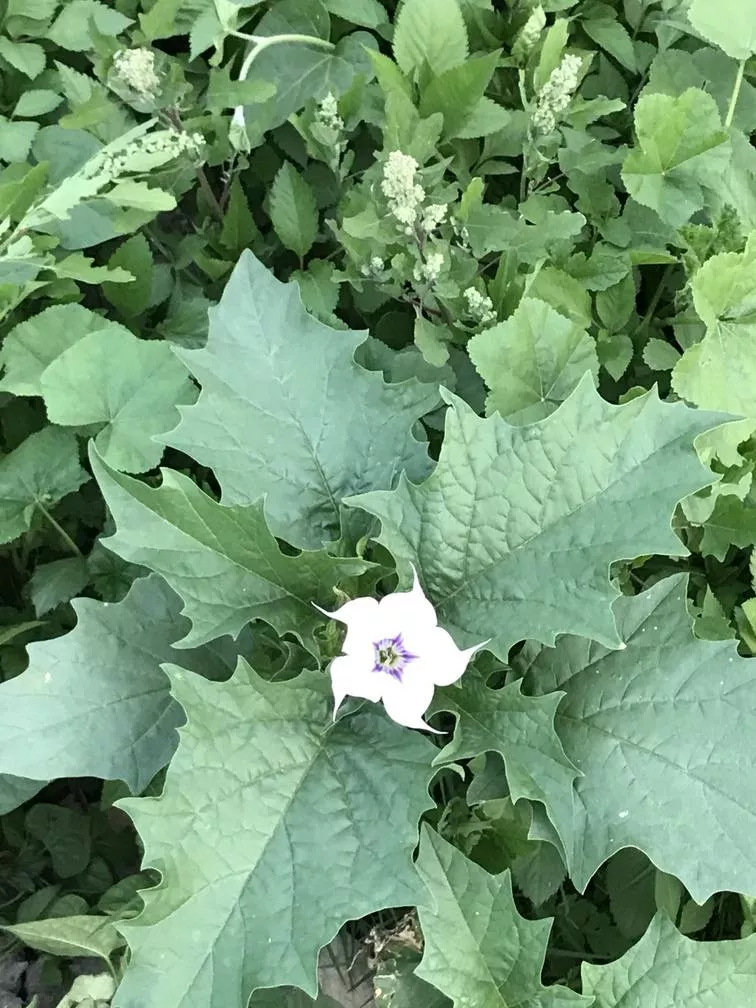 杞麓湖國(guó)家濕地公園自助旅游攻略