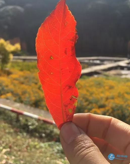 石門國家森林公園天池花海紅葉一日游