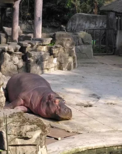 2018重慶動物園游記 重慶動物園好玩嗎