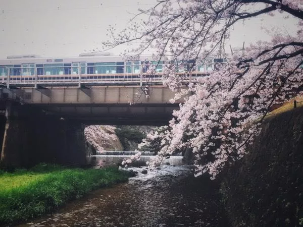 日本賞櫻花最佳地點(diǎn)