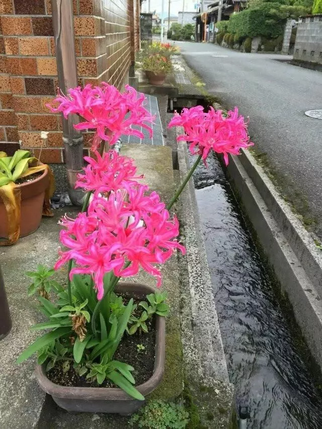 日本琵琶湖有什么好玩的 琵琶湖有哪些景點