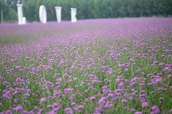 宜興紫海薰衣草莊園游玩攻略