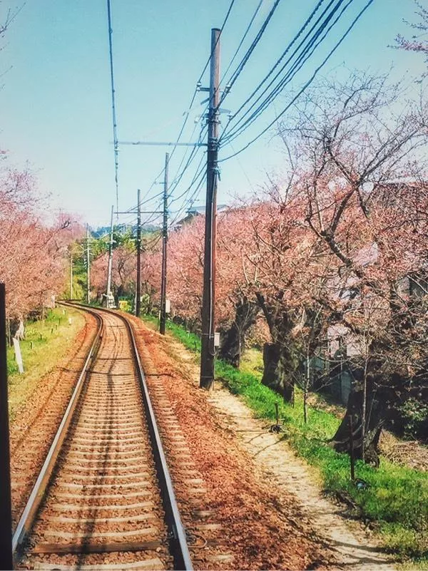 日本賞櫻花最佳地點(diǎn)