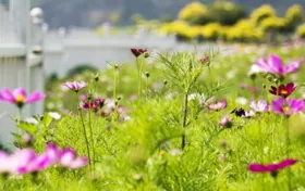 七孔橋花海什么時(shí)候開花  北京昌平七孔橋花海好玩嗎