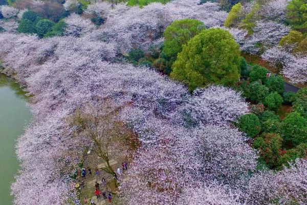 2022長沙玉湖公園櫻花開了嗎 長沙玉湖公園賞花攻略