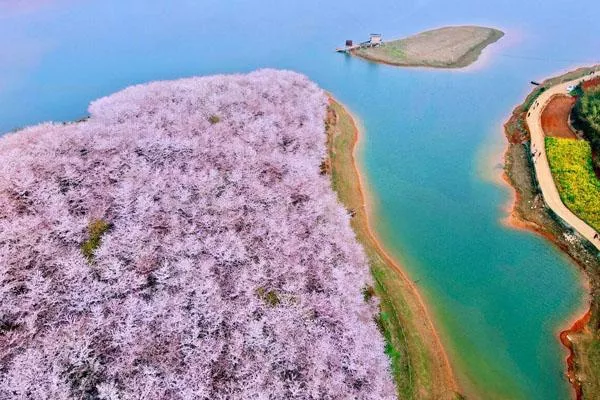 貴州平壩櫻花園在哪里 地址及交通指南