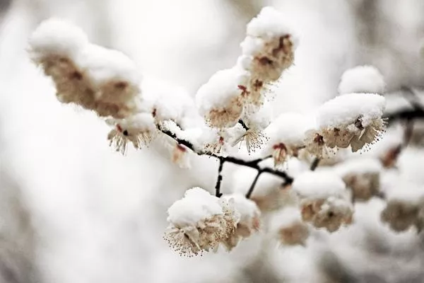 武漢冬季旅游最佳去處推薦 玩雪看景泡溫泉都不錯過