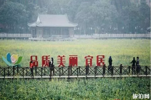 東莞橋頭蓮湖油菜花什么時(shí)候被鏟除