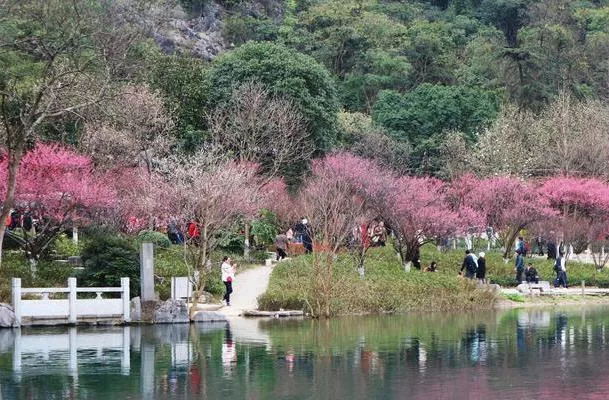 桂林哪里可以看梅花 賞梅花攻略