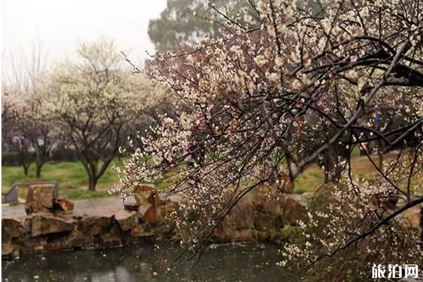 太湖梅花最佳觀賞時間 太湖梅花什么時候綻放