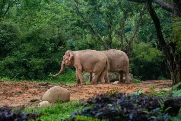 2022廣州動(dòng)物園門票多少錢 附免票及優(yōu)惠政策