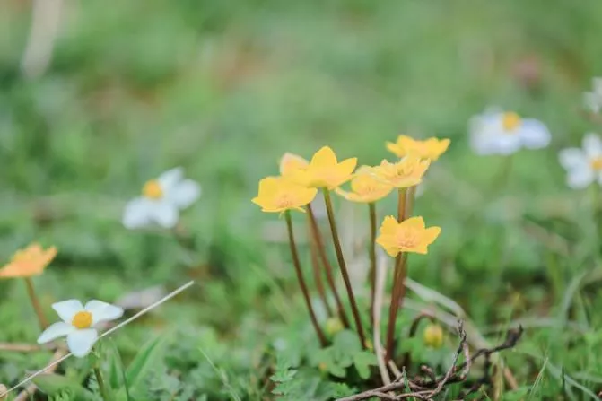 四川紅原大草原自由行攻略 紅原大草原花期是什么時候