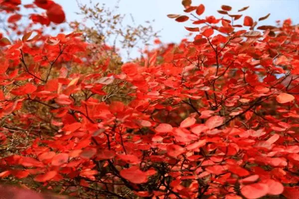 河南賞紅葉最好的15個地方