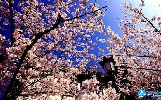 雞鳴寺櫻花什么時(shí)候開 南京雞鳴寺游記