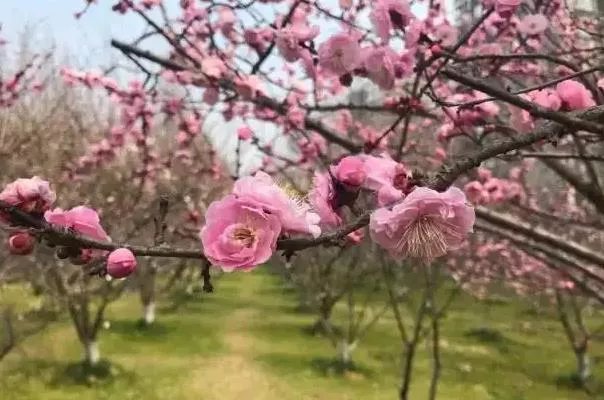 南京賞梅花的地方有哪些 十大賞梅地點推薦