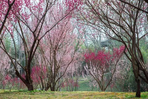 2023揚(yáng)州賞梅花景點(diǎn)有哪些 最美賞梅花的地方