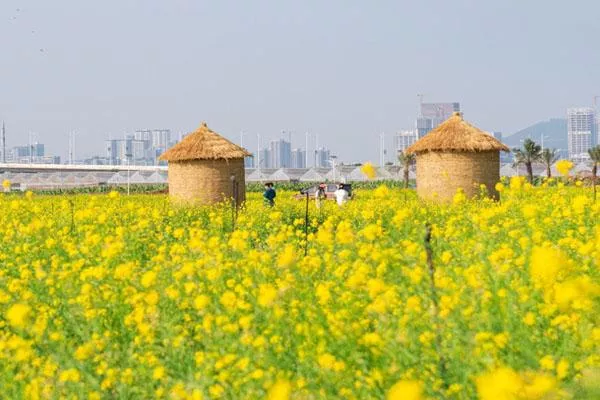 2023廣州油菜花景點有哪些 最佳觀賞地推薦