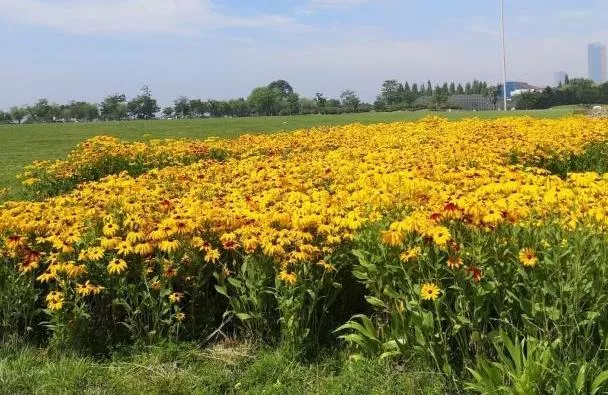 青島踏青賞花好去處 春游去哪里