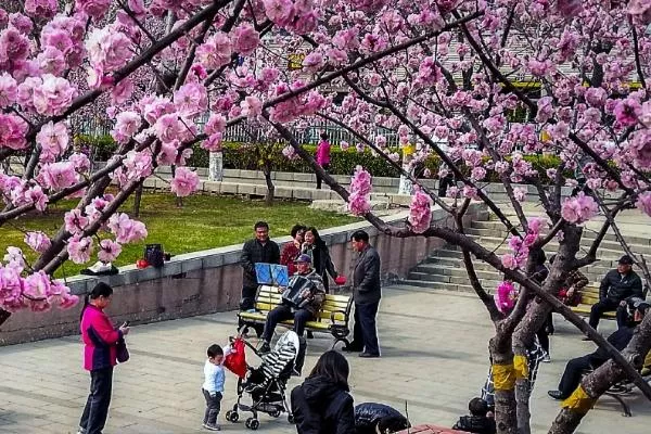 天津踏青賞花去什么地方好