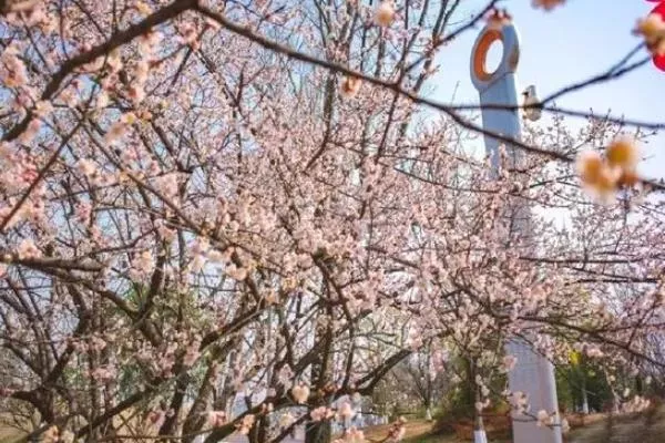 成都春天賞花的地方有哪些