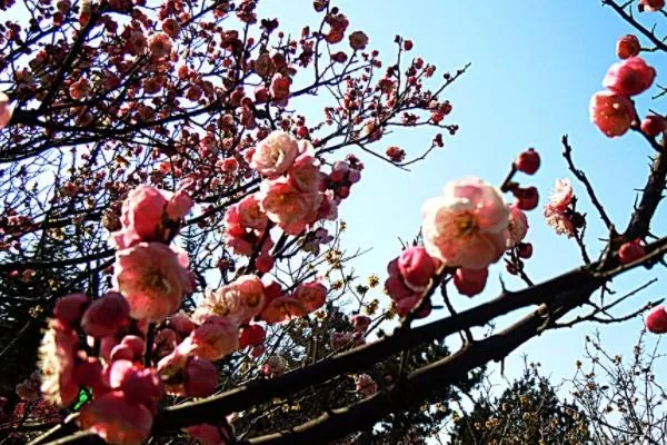 青島踏青賞花好去處 春游去哪里