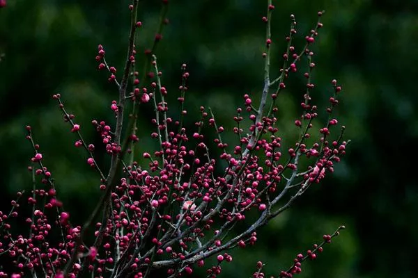 2023揚(yáng)州賞梅花景點(diǎn)有哪些 最美賞梅花的地方