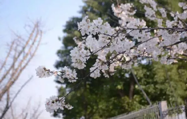 蘇州看櫻花有哪些景點(diǎn)