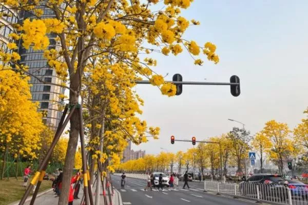 廣州三月份哪里有花看 賞花好去處