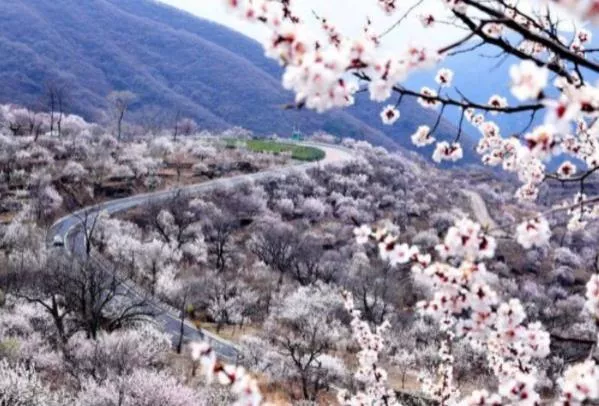 房山春季賞花的地方有哪些