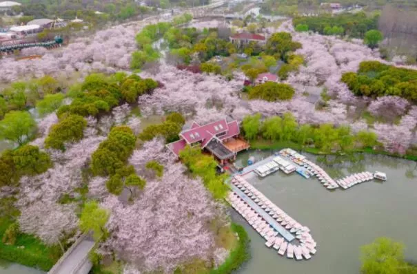 2023上海顧村?
??園看櫻花最佳時(shí)間