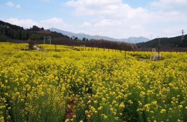 昆明周邊看油菜花的地方有哪些