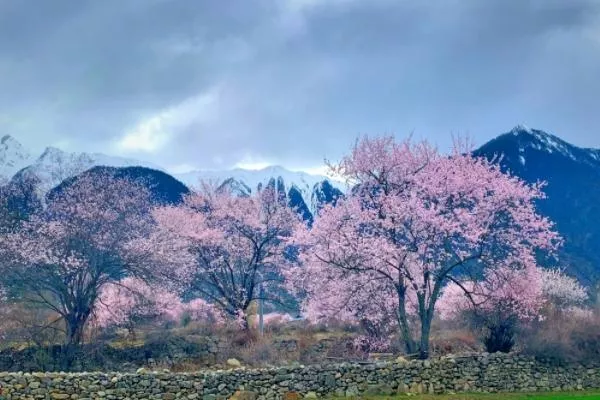 西藏看花去哪里比較好