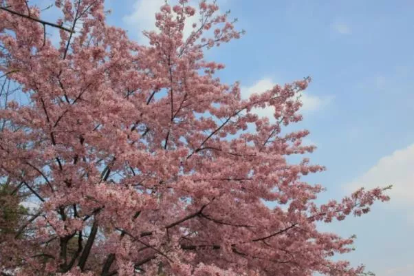 2023上海顧村公園看櫻花最佳時(shí)間