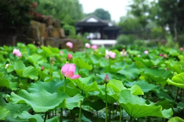 蘇州賞荷花的好去處 14個最佳觀賞景點