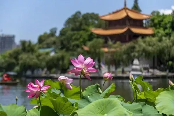 昆明賞荷花的勝地有哪些 五大賞荷花最好的地方