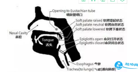 自由潛水如何憋氣 自由潛怎么調(diào)整呼吸