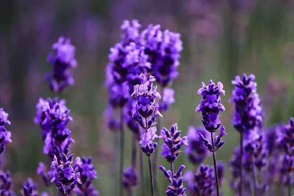 四川薰衣草花海在哪里 看薰衣草的好去處