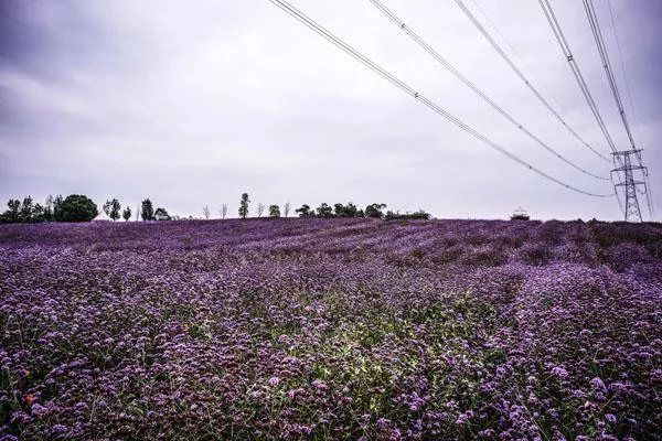 四川薰衣草花海在哪里 看薰衣草的好去處