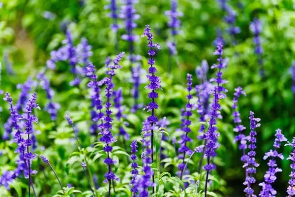 四川薰衣草花海在哪里 看薰衣草的好去處