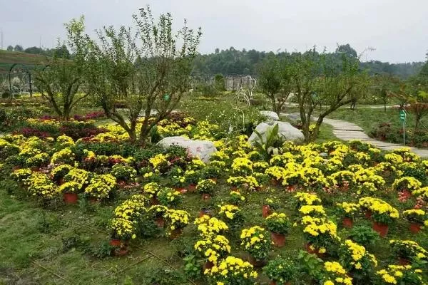 都江堰看菊花哪里好 賞菊地點推薦