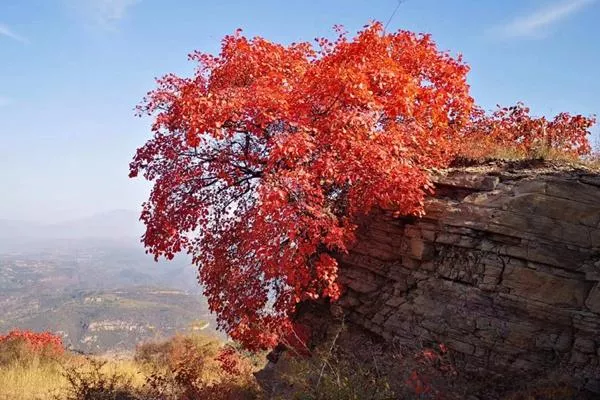 荊紫仙山紅葉什么時候最紅2023