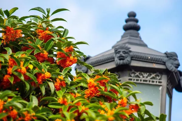 青島哪里有桂花 看桂花的地方