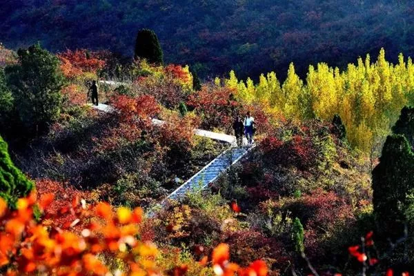 荊紫仙山紅葉什么時候最紅2023